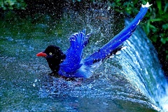Taiwan Blue Magpie photo 4