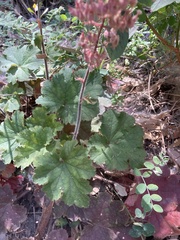 Heuchera maxima