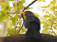 Turdus mandarinus
