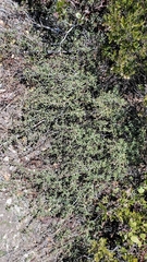 Ceanothus prostratus prostratus