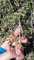 Ceanothus prostratus prostratus