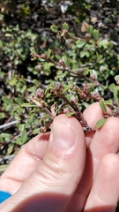 Ceanothus prostratus prostratus
