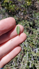 Ceanothus prostratus prostratus