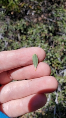 Ceanothus prostratus prostratus