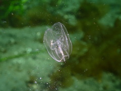 Bolinopsis microptera