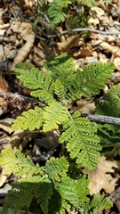 Chamaebatia foliolosa