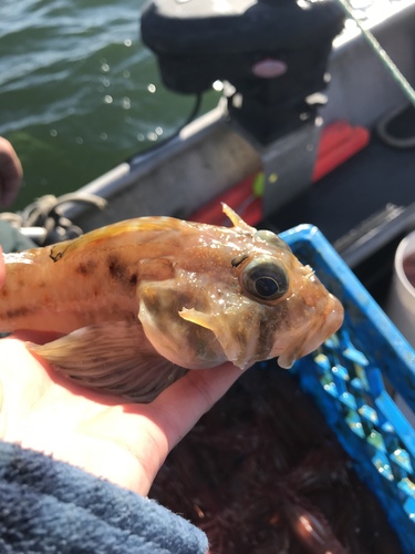 Filamented sculpin (Icelinus filamentosus) — Cottidae