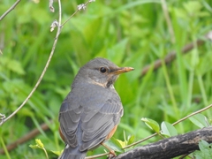 Turdus hortulorum