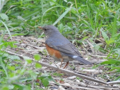 Turdus hortulorum