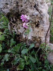 Silene secundiflora image