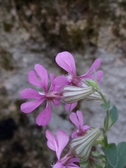 Silene secundiflora image