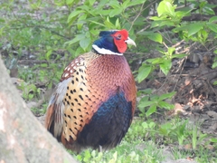 Phasianus colchicus