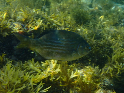 Striped Surfperch