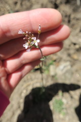 Arabidopsis