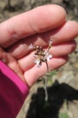 Arabidopsis