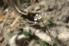 Arabidopsis