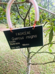 Quercus insignis