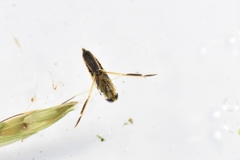 Anisops ogasawarensis