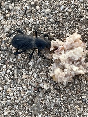 Cryptoglossa muricata