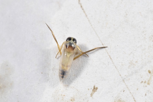 Anisops Insect Anisops ogasawarensis · iNaturalist
