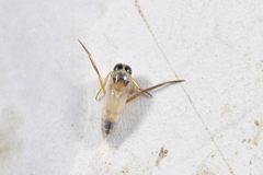 Anisops ogasawarensis