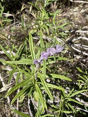 Trichostema
