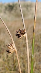Juncus breweri
