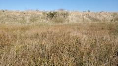 Juncus breweri