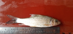 Cirrhinus mrigala