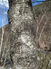 Alnus glutinosa barbata