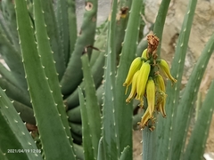 Aloe vera vera