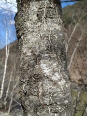 Alnus glutinosa barbata