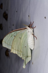 Actias aliena