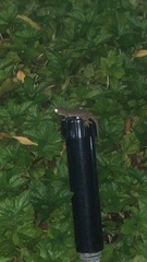 Bunopus tuberculatus