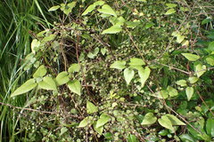 Clematis cunninghamii