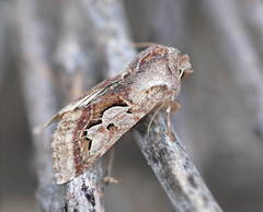 Perigrapha centralasiae