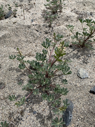 pale desert lupine (Lupinus pallidus)