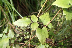 Clematis cunninghamii
