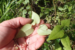 Clematis cunninghamii