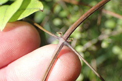 Clematis cunninghamii