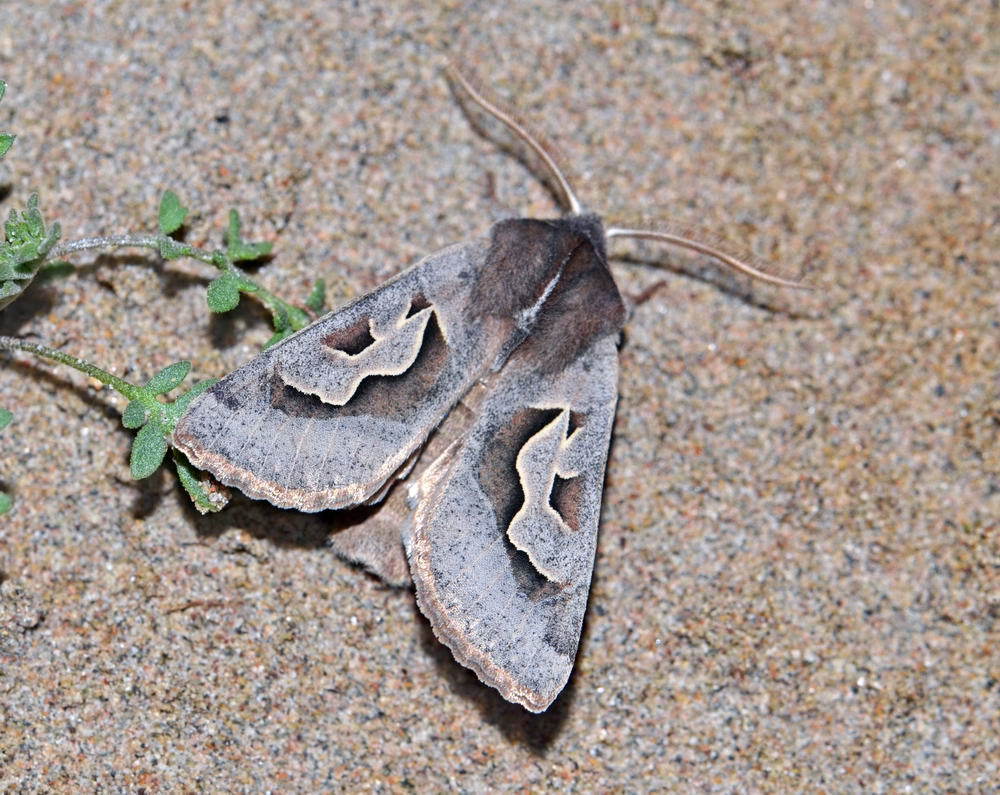 Perigrapha yasawii