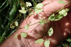 Clematis cunninghamii