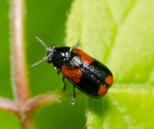 Texas Military Leaf Beetle