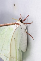Actias aliena