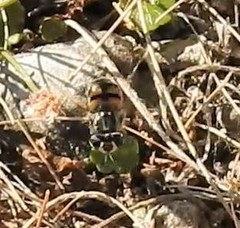 Copestylum marginatum