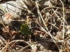 Copestylum marginatum