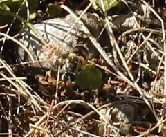 Copestylum marginatum