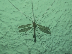 Microtipula