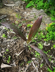 Livistona mariae
