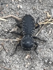 Zopherus laevicollis